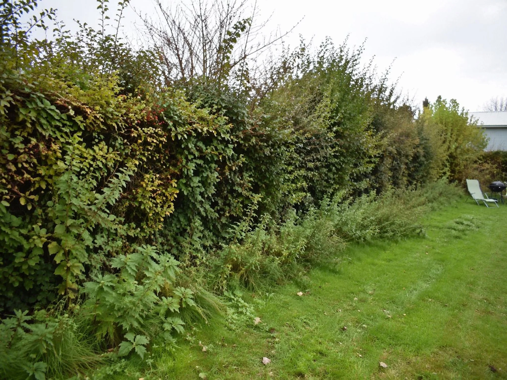 Haie avant élagage à Jacou